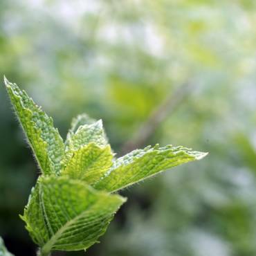 méditation sur Rolle axée sur la menthe et huile essentielle de menthe