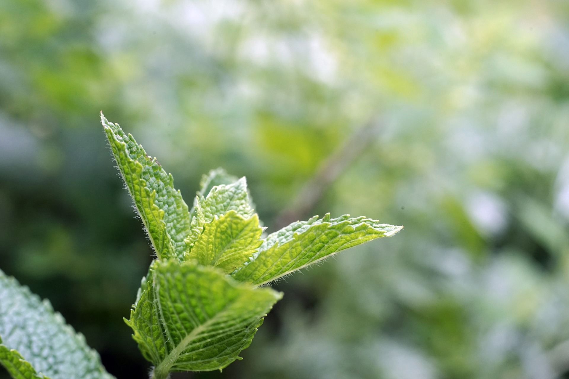 méditation sur Rolle axée sur la menthe et huile essentielle de menthe