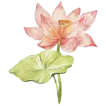 Image : Fleur de lotus en aquarelle représentant la quiétude et l'harmonie, symbole des services apaisants de massage ayurvédique de Micaëla.